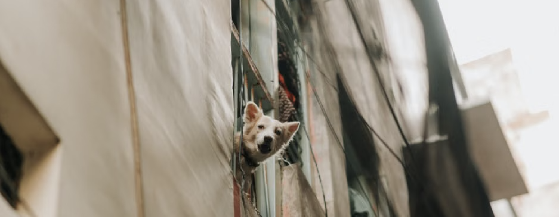 3 pet limit apartments near me