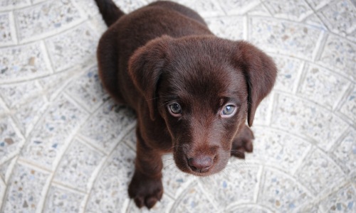 affordable pet-friendly apartments - Affordable pet-friendly apartments affordable pet-friendly apartments - Affordable pet-friendly apartments