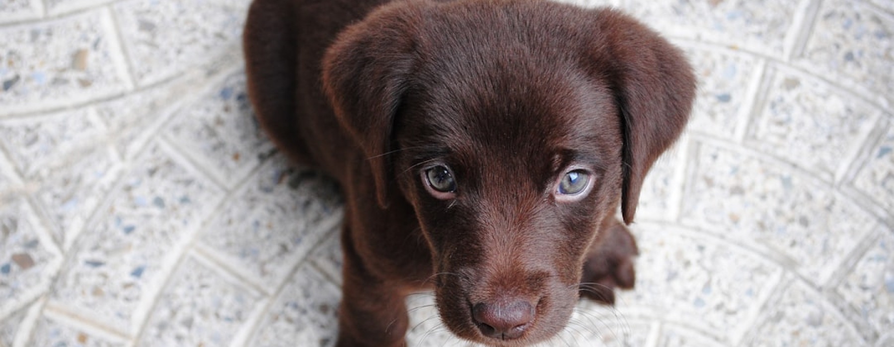 affordable pet-friendly apartments - Affordable pet-friendly apartments