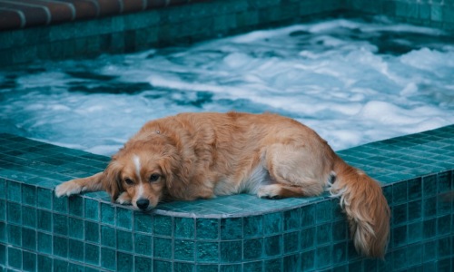 apartment pet spa