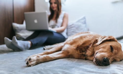 pet friendly apartment