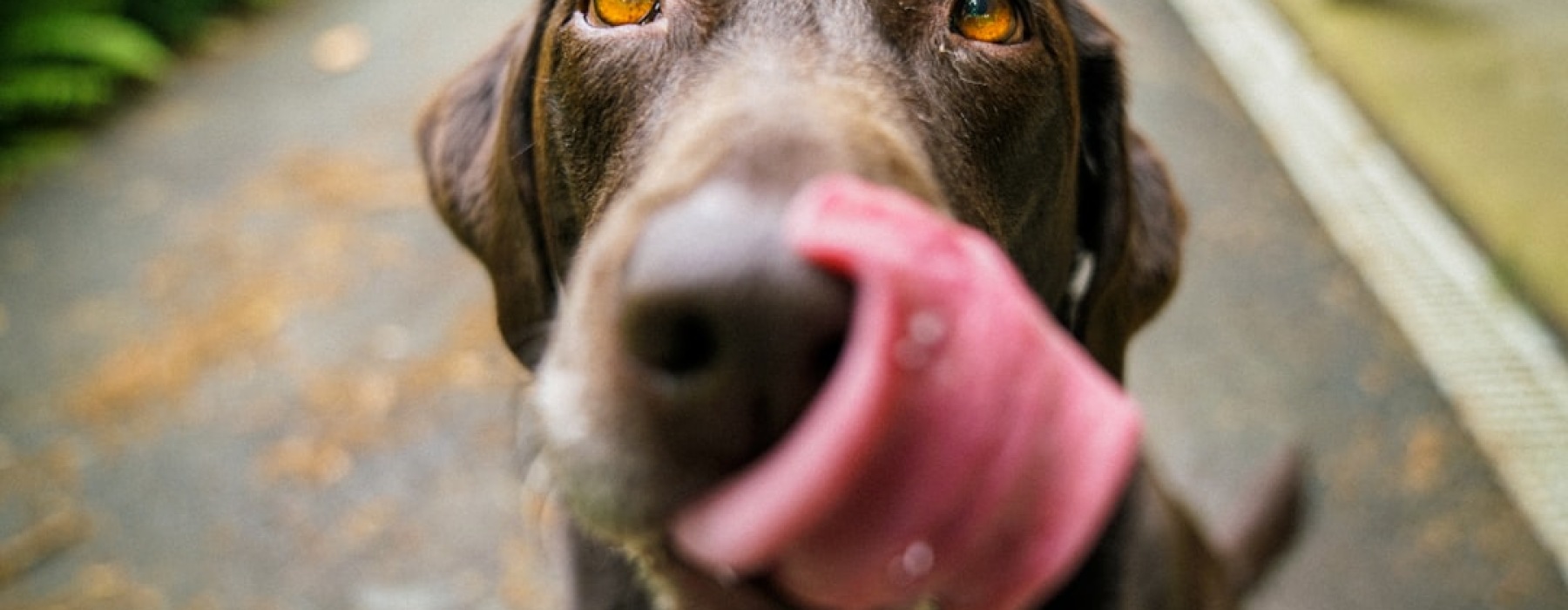 dog sitting in front of vancouver wa rental house - pet friendly houses for rent vancouver wa