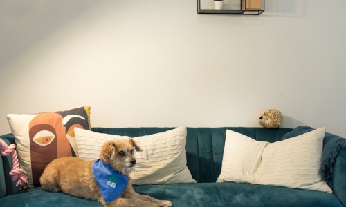 apartments with pet amenities - apartments with pet amenities apartments with pet amenities - apartments with pet amenities