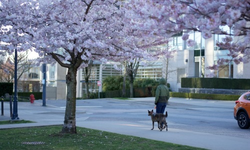 vancouver pet friendly rentals
