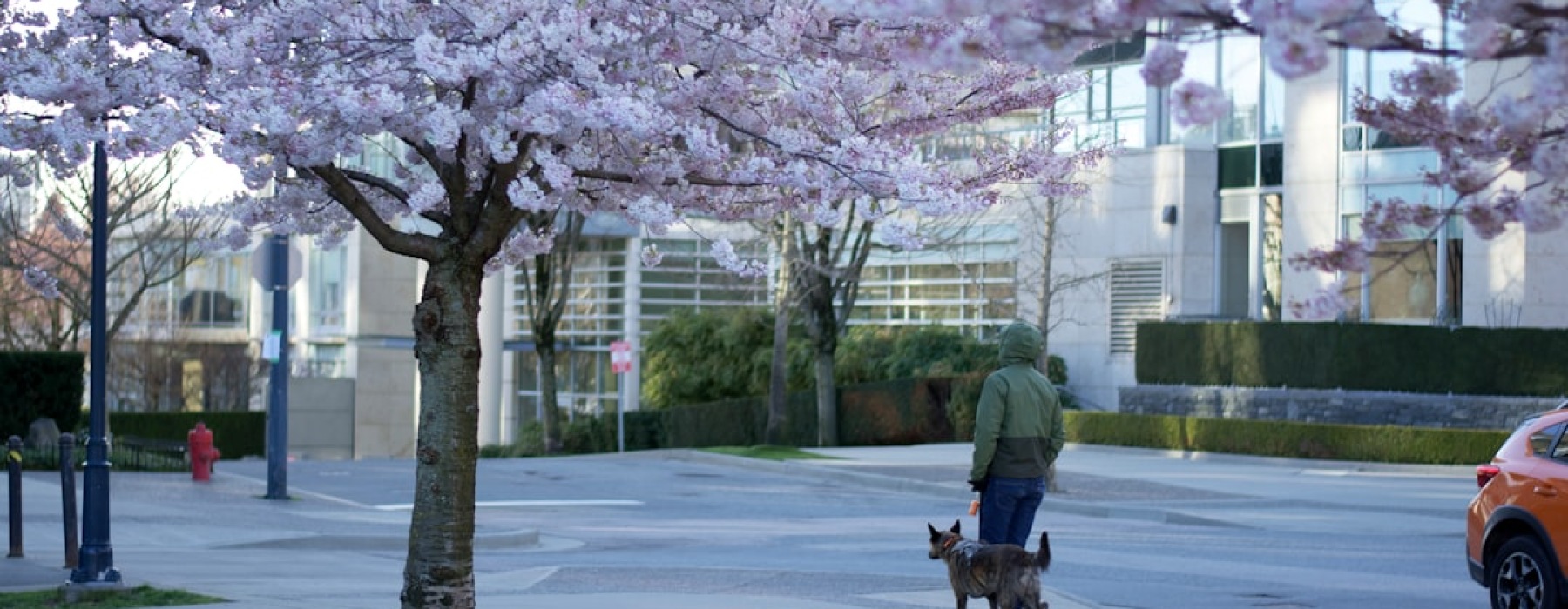 vancouver pet friendly rentals