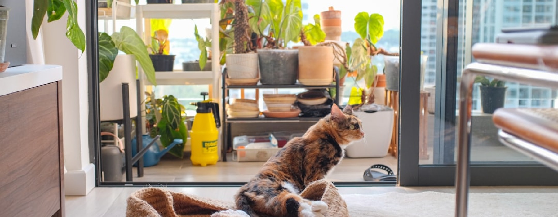 pet friendly apartment with dog - pet friendly rentals vancouver