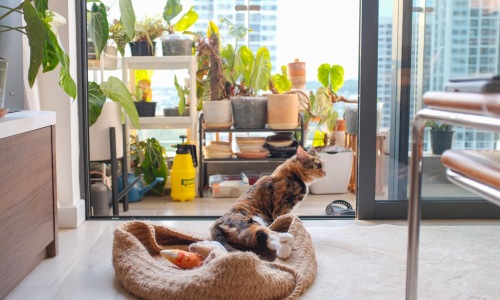 pet friendly apartment with dog - pet friendly rentals vancouver