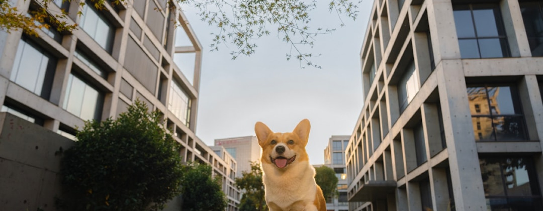 apartments with no pet restrictions
