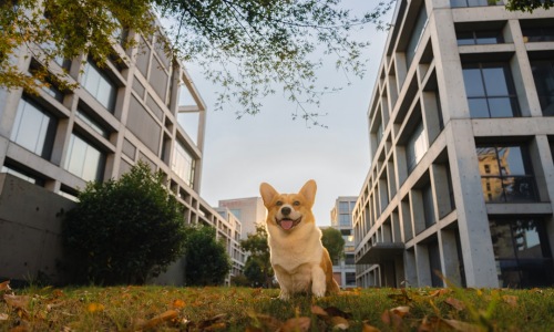 apartments with no pet restrictions