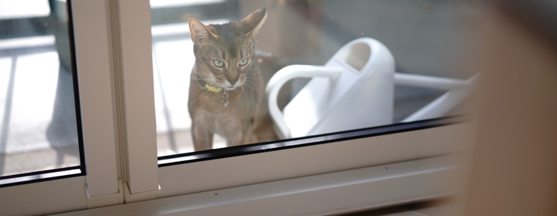 cat friendly apartment