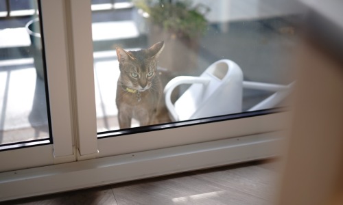 cat friendly apartment