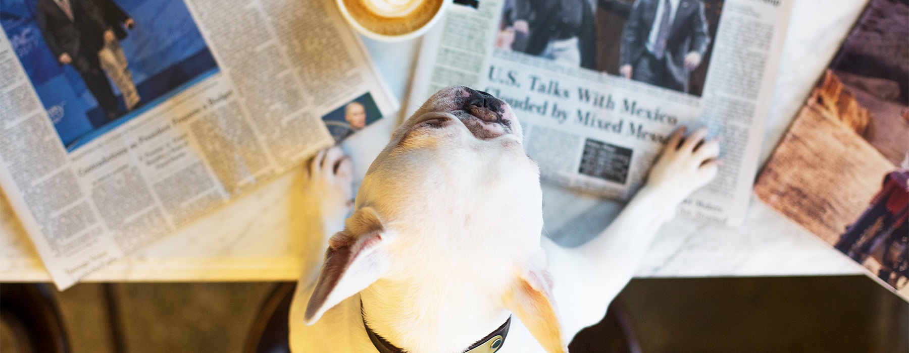 dog looks like he's reading the newspaper